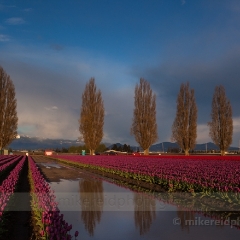 Reflected Trees and Flowers.jpg To order a print please email me at  Mike Reid Photography : tulip, tulips, flower, , floral, tulip festival, floral photography, flower photos, washington state, skagit tulip festival