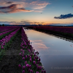 River Of Sunset To order a print please email me at  Mike Reid Photography : tulip, tulips, flower, , floral, tulip festival, floral photography, flower photos, washington state, skagit tulip festival