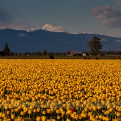 Rows of Gold To order a print please email me at  Mike Reid Photography : tulip, tulips, flower, , floral, tulip festival, floral photography, flower photos, washington state, skagit tulip festival
