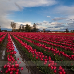 Rows of Red Blooms To order a print please email me at  Mike Reid Photography : tulip, tulips, flower, , floral, tulip festival, floral photography, flower photos, washington state, skagit tulip festival