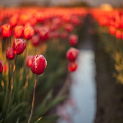 Rows of Red Thin Depth of Field To order a print please email me at  Mike Reid Photography : tulip, tulips, flower, , floral, tulip festival, floral photography, flower photos, washington state, skagit tulip festival