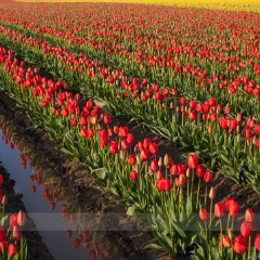 Rows of Red Tulips.jpg To order a print please email me at  Mike Reid Photography : tulip, tulips, flower, tulip festival, floral photography, flower photos, washington state, skagit tulip festival, reflection