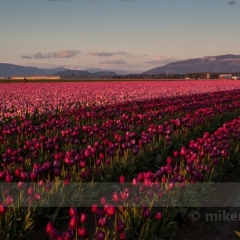 Rows of Scarlet Blooms To order a print please email me at  Mike Reid Photography : tulip, tulips, flower, , floral, tulip festival, floral photography, flower photos, washington state, skagit tulip festival