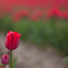 Single Red Bright Tulip.jpg To order a print please email me at  Mike Reid Photography : tulip, tulips, flower, , floral, tulip festival, floral photography, flower photos, washington state, skagit tulip festival