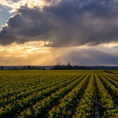 Skagit Daffodil Festival Dramatic Clouds and Sunrays Sunset.jpg To order a print please email me at  Mike Reid Photography : tulip, tulips, flower, , floral, tulip festival, floral photography, flower photos, washington state, skagit tulip festival, old red barn