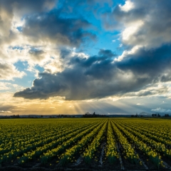 Skagit Daffodil Festival Dramatic Dusk Skies.jpg To order a print please email me at  Mike Reid Photography : tulip, tulips, flower, , floral, tulip festival, floral photography, flower photos, washington state, skagit tulip festival, old red barn