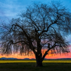 Skagit Daffodil Festival Massive Willow Tree.jpg To order a print please email me at  Mike Reid Photography : tulip, tulips, flower, , floral, tulip festival, floral photography, flower photos, washington state, skagit tulip festival, old red barn