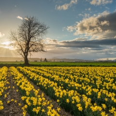 Skagit Daffodils Calm Sunny Evening To order a print please email me at  Mike Reid Photography : tulip, tulips, flower, , floral, tulip festival, floral photography, flower photos, washington state, skagit tulip festival, old red barn