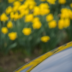 Skagit Daffodils Car Curves To order a print please email me at  Mike Reid Photography : tulip, tulips, flower, tulip festival, floral photography, flower photos, washington state, skagit tulip festival, reflection