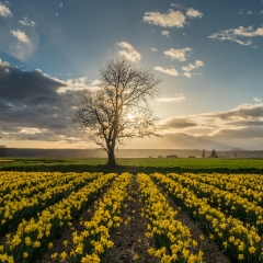 Skagit Daffodils Dramatic Skies and Tree To order a print please email me at  Mike Reid Photography : tulip, tulips, flower, , floral, tulip festival, floral photography, flower photos, washington state, skagit tulip festival, old red barn