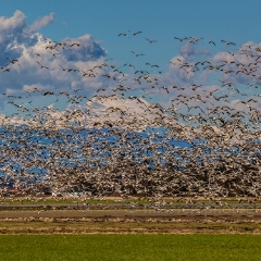 Skagit Geese Flying Mount Baker To order a print please email me at  Mike Reid Photography