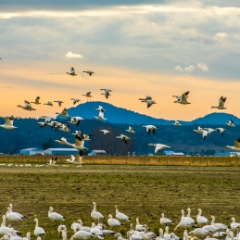 Skagit Geese Flying To order a print please email me at  Mike Reid Photography