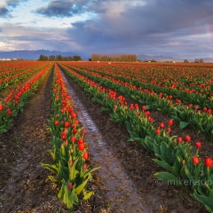 Skagit Rainbow.jpg To order a print please email me at  Mike Reid Photography : tulip, tulips, flower, floral, tulip festival, floral photography, flower photos, washington state, skagit tulip festival, old red barn, bokeh, gfx100s, canon, sony