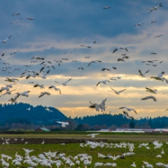 Skagit Snow Geese Gathering.jpg To order a print please email me at  Mike Reid Photography