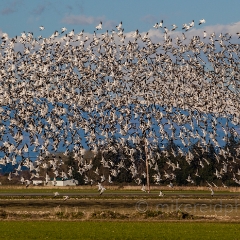 Skagit Snow Geese Massive Panorama 2.jpg To order a print please email me at  Mike Reid Photography