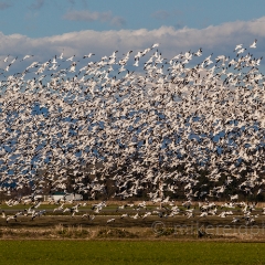 Skagit Snow Geese Massive Panorama To order a print please email me at  Mike Reid Photography