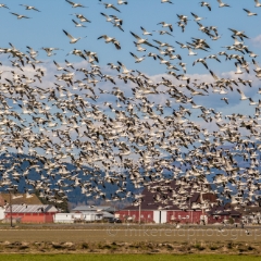 Skagit Snow Geese Swarming Mount Baker.jpg To order a print please email me at  Mike Reid Photography