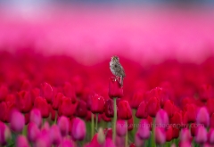Skagit Songbird on a Tulip To order a print please email me at  Mike Reid Photography : tulip, tulips, flower, , floral, tulip festival, floral photography, flower photos, washington state, skagit tulip festival, old red barn, Canon 400mm 2.8