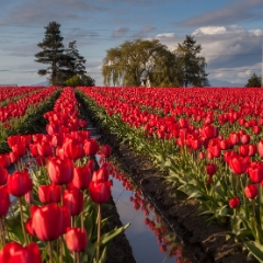 Skagit Springs Bounty To order a print please email me at  Mike Reid Photography : tulip, tulips, flower, tulip festival, floral photography, flower photos, washington state, skagit tulip festival, reflection