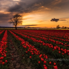 Skagit Tree sunset Tulips.jpg To order a print please email me at  Mike Reid Photography : #roosengaarde, #tulips