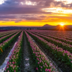 Skagit Tulip Festival Sunset Fields.jpg To order a print please email me at  Mike Reid Photography : tulip, tulips, flower, floral, tulip festival, floral photography, flower photos, washington state, skagit tulip festival, old red barn, bokeh, gfx100s, canon, sony