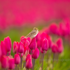 Skagit Tulip Field Sparrow on a Tulip To order a print please email me at  Mike Reid Photography : tulip, tulips, flower, , floral, tulip festival, floral photography, flower photos, washington state, skagit tulip festival, old red barn, Canon 400mm 2.8