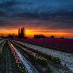 Skagit Tulip Field Sunset Finishing To order a print please email me at  Mike Reid Photography : tulip, tulips, flower, , floral, tulip festival, floral photography, flower photos, washington state, skagit tulip festival