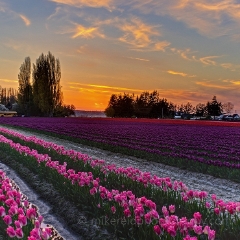 Skagit Tulip Field Sunset Vertical.jpg To order a print please email me at  Mike Reid Photography : tulip, tulips, flower, floral, tulip festival, floral photography, flower photos, washington state, skagit tulip festival, old red barn, bokeh, gfx100s, canon, sony