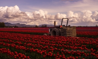 Skagit Tulip Field Tractor.jpg