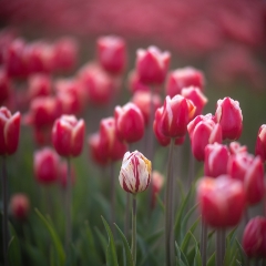 Skagit Tulips Beautiful Perspective.jpg
