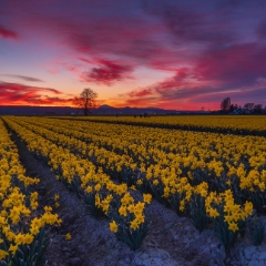 Skagit Valley Daffodil Festival Sunset Skies.jpg To order a print please email me at  Mike Reid Photography : tulip, tulips, flower, tulip festival, floral photography, flower photos, washington state, skagit tulip festival, reflection