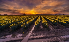 Skagit Valley Daffodil Festival Sunset.jpg