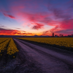 Skagit Valley Daffodil Fields Burning Sunset.jpg To order a print please email me at  Mike Reid Photography : tulip, tulips, flower, tulip festival, floral photography, flower photos, washington state, skagit tulip festival, reflection