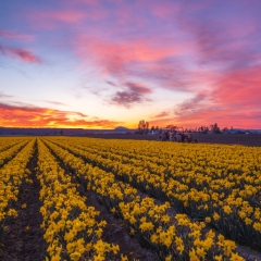 Skagit Valley Daffodil Sunset Rows of Gold To order a print please email me at  Mike Reid Photography : tulip, tulips, flower, tulip festival, floral photography, flower photos, washington state, skagit tulip festival, reflection