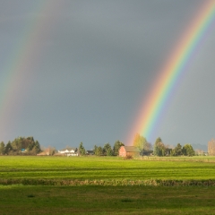 Skagit Valley Daffodils Double Rainbow To order a print please email me at  Mike Reid Photography : tulip, tulips, flower, , floral, tulip festival, floral photography, flower photos, washington state, skagit tulip festival, old red barn, sunset, sunrise, la conner, love laconner