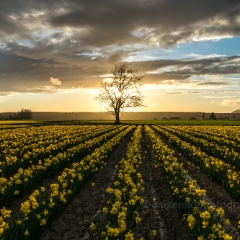 Skagit Valley Daffodils Dramatic Clouds To order a print please email me at  Mike Reid Photography : tulip, tulips, flower, , floral, tulip festival, floral photography, flower photos, washington state, skagit tulip festival, old red barn, sunset, sunrise, la conner, love laconner