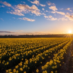 Skagit Valley Daffodils Fields Sunset Sunstar To order a print please email me at  Mike Reid Photography : tulip, tulips, flower, , floral, tulip festival, floral photography, flower photos, washington state, skagit tulip festival, daffodils