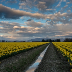 Skagit Valley Daffodils Golden Light Beautiful Clouds.jpg To order a print please email me at  Mike Reid Photography : tulip, tulips, flower, , floral, tulip festival, floral photography, flower photos, washington state, skagit tulip festival, old red barn, sunset, sunrise, la conner, love laconner