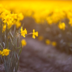Skagit Valley Daffodils Golden Light Canon 200mm.jpg To order a print please email me at  Mike Reid Photography : tulip, tulips, flower, , floral, tulip festival, floral photography, flower photos, washington state, skagit tulip festival, daffodils
