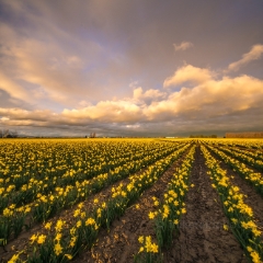 Skagit Valley Daffodils Golden Light Dusk To order a print please email me at  Mike Reid Photography : tulip, tulips, flower, , floral, tulip festival, floral photography, flower photos, washington state, skagit tulip festival, old red barn, sunset, sunrise, la conner, love laconner