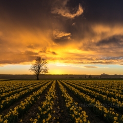 Skagit Valley Daffodils Golden Light Evening.jpg To order a print please email me at  Mike Reid Photography : tulip, tulips, flower, , floral, tulip festival, floral photography, flower photos, washington state, skagit tulip festival, old red barn, sunset, sunrise, la conner, love laconner