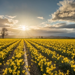 Skagit Valley Daffodils Golden Light Sun Revelation To order a print please email me at  Mike Reid Photography : tulip, tulips, flower, , floral, tulip festival, floral photography, flower photos, washington state, skagit tulip festival, old red barn, sunset, sunrise, la conner, love laconner