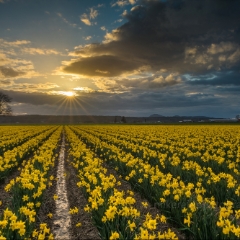 Skagit Valley Daffodils Golden Light Sunset.jpg To order a print please email me at  Mike Reid Photography : tulip, tulips, flower, , floral, tulip festival, floral photography, flower photos, washington state, skagit tulip festival, old red barn, sunset, sunrise, la conner, love laconner