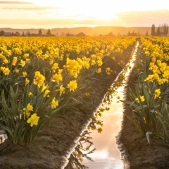 Skagit Valley Daffodils Reflection.jpg To order a print please email me at  Mike Reid Photography : tulip, tulips, flower, floral, tulip festival, floral photography, flower photos, washington state, skagit tulip festival, old red barn, bokeh, gfx100s, canon, sony