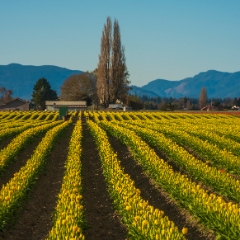 Skagit Valley Daffodils Rows Contours To order a print please email me at  Mike Reid Photography : tulip, tulips, flower, , floral, tulip festival, floral photography, flower photos, washington state, skagit tulip festival, daffodils