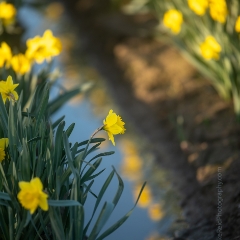 Skagit Valley Daffodils Rows Reflection.jpg To order a print please email me at  Mike Reid Photography : tulip, tulips, flower, , floral, tulip festival, floral photography, flower photos, washington state, skagit tulip festival, daffodils