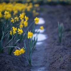 Skagit Valley Daffodils Simple Reflection.jpg To order a print please email me at  Mike Reid Photography : tulip, tulips, flower, , floral, tulip festival, floral photography, flower photos, washington state, skagit tulip festival, old red barn, sunset, sunrise, la conner, love laconner