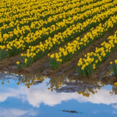 Skagit Valley Daffodils Skies.jpg