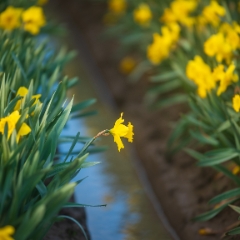 Skagit Valley Daffodils Solitude.jpg To order a print please email me at  Mike Reid Photography : tulip, tulips, flower, , floral, tulip festival, floral photography, flower photos, washington state, skagit tulip festival, daffodils