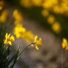 Skagit Valley Daffodils Solo Flower.jpg